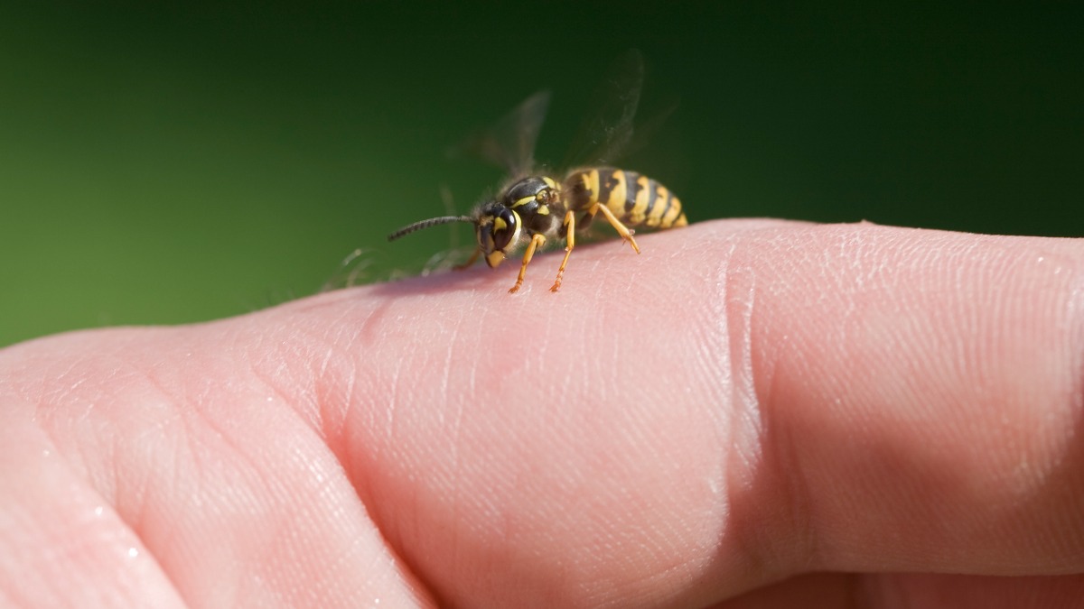 piqures-guepes-soigner-bons-reflexes